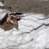 Grey long-eared bat <i>(Plecotus austriacos)</i>