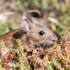 Yellow-necked mouse <i>(Apodemos flavicollis)</i>