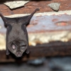 Lesser horseshoe bat <i>(Rhinolophus hipposideros)</i>