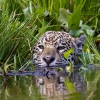 Jaguar <i> (Panthera onca)</i>