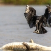 Black vulture <i>(Coragyps atratus)</i>