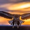 Steller's Sea-Eagle <i> (Haliaeetus pelagicus)</i>