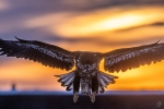 Steller's Sea-Eagle <i> (Haliaeetus pelagicus)</i>