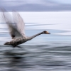 Whooper Swan <i> (Cygnus cygnus)</i>