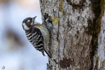 Japanese pygmy woodpecker <i> (Yungipicus kizuki)</i>