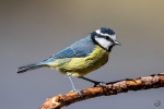 Canary blue tit <i> (Cyanistes teneriffae)</i>