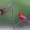 Northern cardinal male <I>(Cardinals cardinalis) </I>
