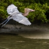 Reddish egret <i> (Egretta rufescens)</i>