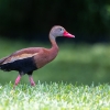Black-bellied Whistling-Duck <I> (Dendrocygna autumnalis)</I>